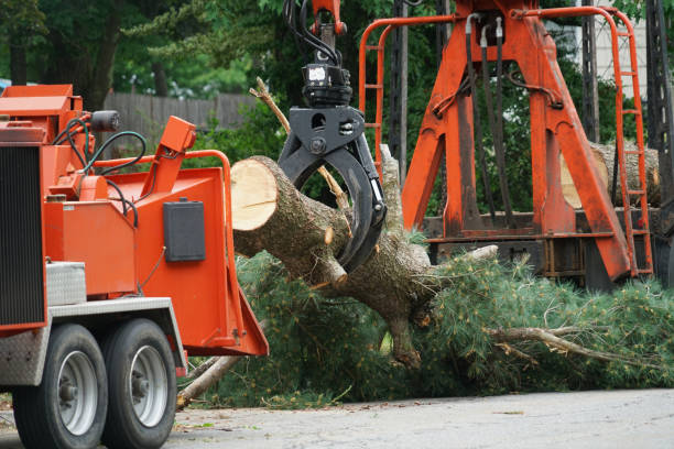 Best Tree Disease Treatment  in Salina, OK